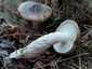 Barnanyálkás csigagomba (Hygrophorus latitabundus), Balaton-felvidék